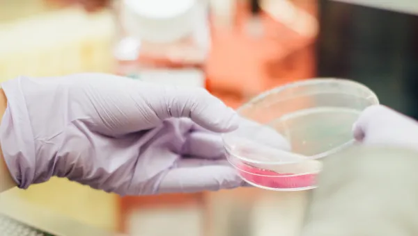 Stock image of a researcher's gloved hand holding a small circular glass container with a pink substance inside.