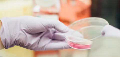 Stock image of a researcher's gloved hand holding a small circular glass container with a pink substance inside.