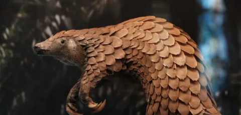 A pangolin