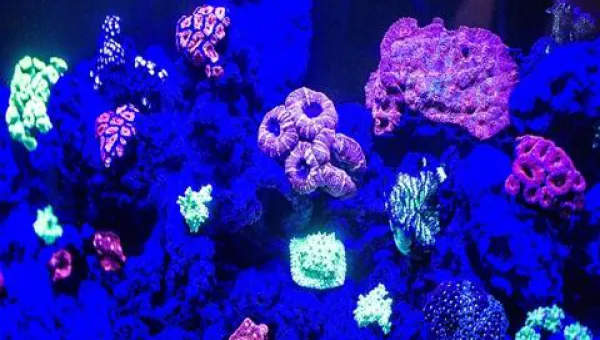 Fluorescent coral display