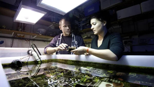 An academic and PhD researcher discussing standing beside an aquarium tank as they examine a specimen from inside.
