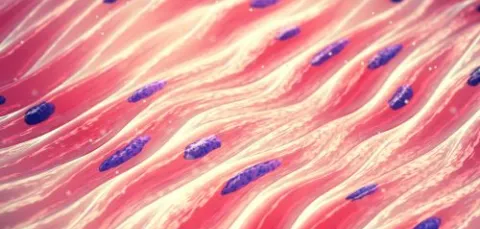 Muscle cells, illustration