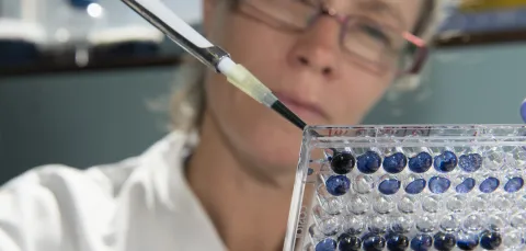 A close-up of a scientist in a white lab coat pipetting dark blue liquid into a 96 well lab plate