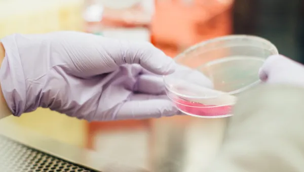 Close-up of a petri dish in a scientist's gloved hands