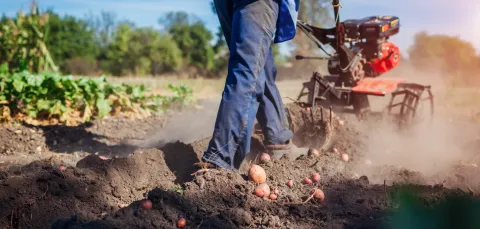 A man harvesting potatoes with a machine