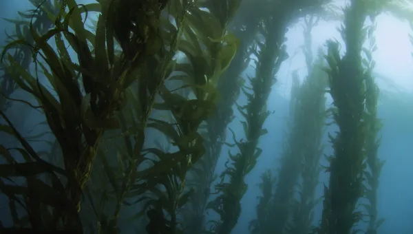 Underwater kelp forest
