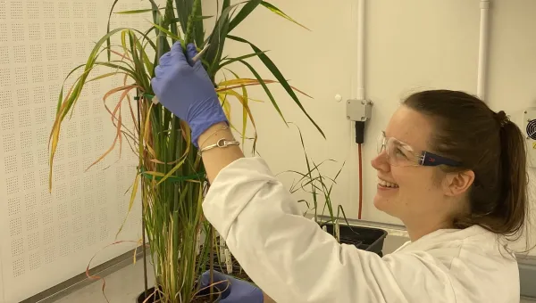 PhD student Daisy Bown looking at a type of grass in a plant pot