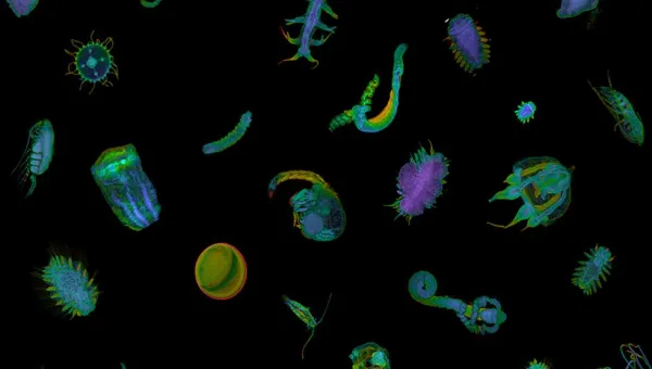 A colourful, artistic representation of various plankton with fluorescent hues on a black background, illustrating the diverse structures and forms of microscopic life