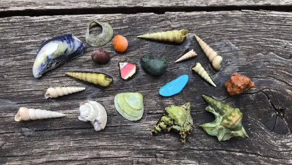 Multicoloured seashells