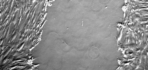 Microscopic view of a live cell