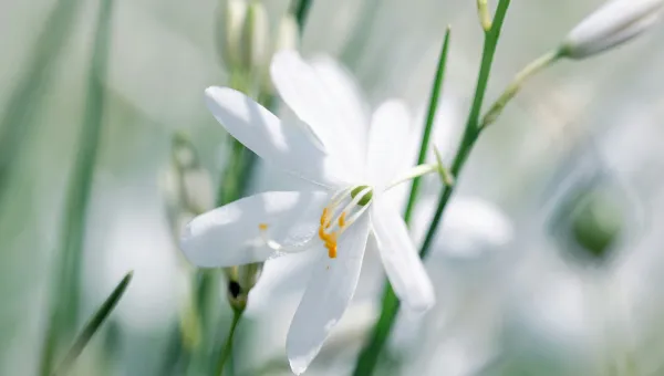 Close-up of a white flower with yellow centre details, surrounded by green stems and leaves.