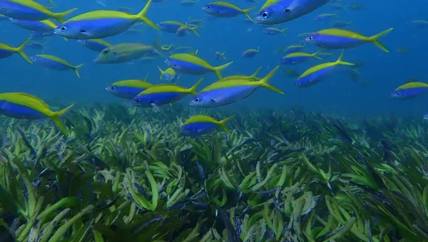 A school of blue and yellow fish swims above a seagrass meadow underwater.