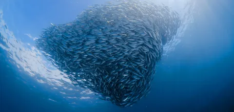 A dense shoal of fish forms a swirling shape beneath sunlit blue ocean water.