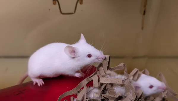 White lab mice on a red surface with shredded cardboard and fluff.