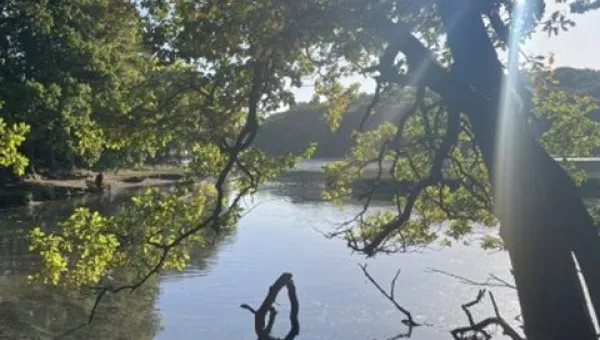 Overhanging tree branches with green and yellow leaves above a tranquil lake with sunlight filtering through.