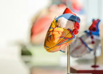 A detailed anatomical model of a human heart with vibrant colours highlighting its various parts, mounted on a stand, with a similar out-of-focus model in the background.