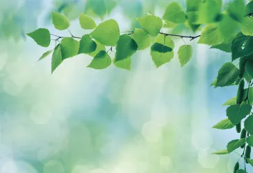 Beautiful green leaves on focus against a soft, light-filled forest background