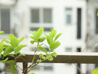 Bright green leaves growing over a metal railing with a blurred building background.