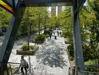 A street lined on both sides with an avanue of tree's basks in the sun
