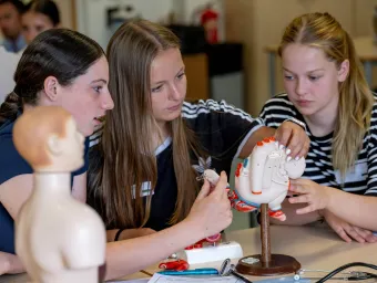 Experience medicine students building a heart model.