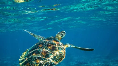 Tutle under blue sea water.