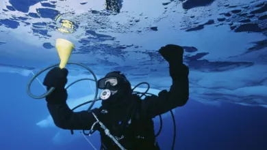A scuba diver checking their pressure gauge as they float in the sea beneath a layer of ice.