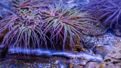 coral at the aquarium