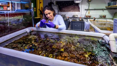 Masters student Christina Accad smiles as she stands over a research aquarium tank while volunteering at the National Oceanography Centre