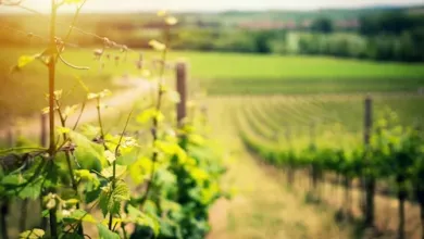 vineyard on a hillside