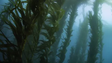 Underwater kelp forest
