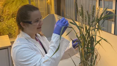 PhD student Daisy Bown looking at a grass plant in a lab