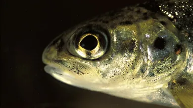 Head of a brown trout
