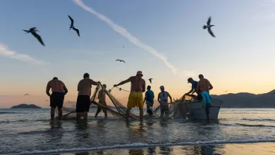People with fishing nets in water with birds flying overhead.