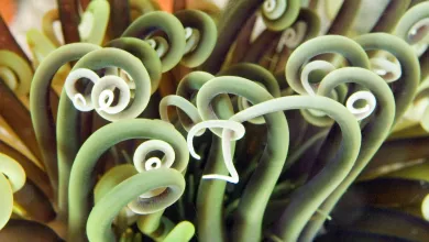 Close up of sea anemone on reef