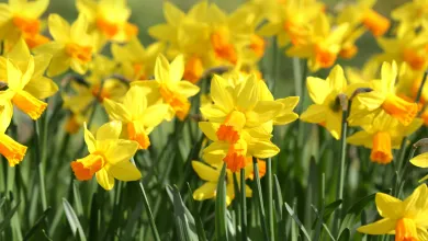 A field full of bright yellow daffodils with orange centers.