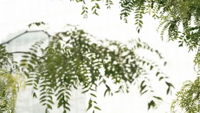 Green leaves in focus against a blurred building.