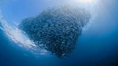 A dense shoal of fish forms a swirling shape beneath sunlit blue ocean water.