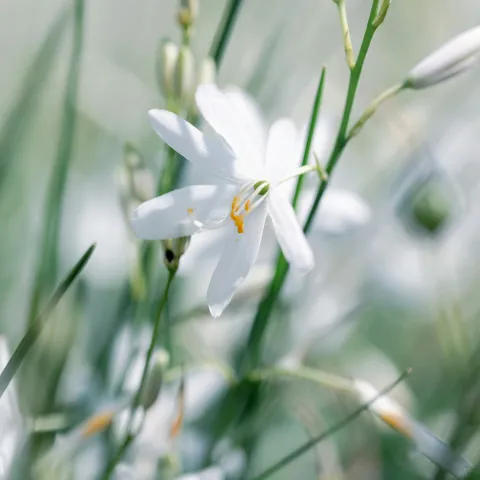 Close-up of a white flower with yellow centre details, surrounded by green stems and leaves.