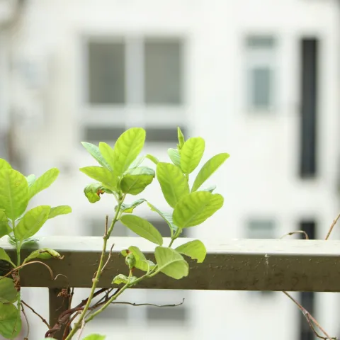 Bright green leaves growing over a metal railing with a blurred building background.