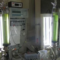A number of photobioreactors in a laboratory setting