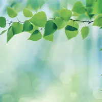 Beautiful green leaves on focus against a soft, light-filled forest background