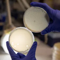 Two petri dishes held up by gloved hands, showing bacterial lysis by phages.